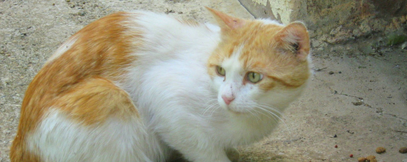 什么水果是猫咪不能吃的