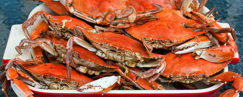 猫能吃螃蟹吗