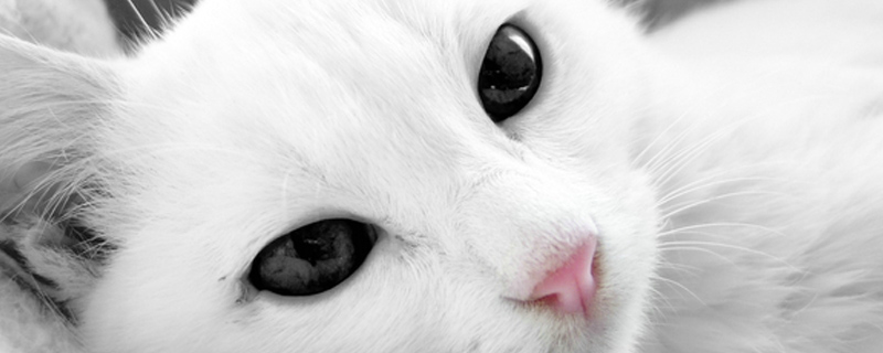 猫不拉稀但是屁股粘屎