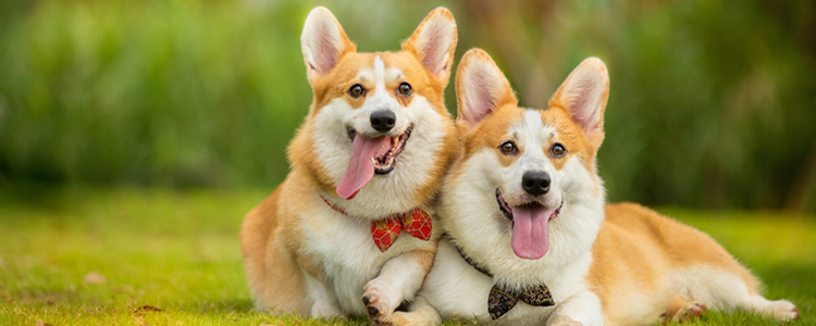 柯基犬一周吃几次蛋黄