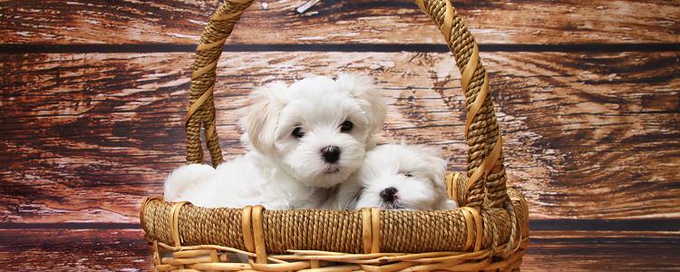 成犬每年都要打疫苗吗