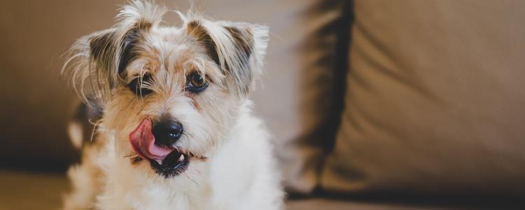 2～3个月的狗狗有狂犬病吗