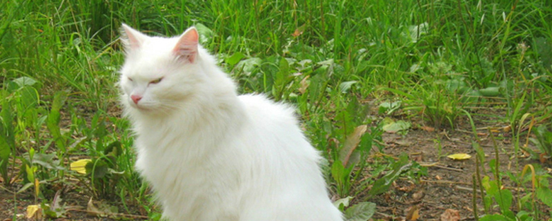 猫和猫之间怎么交流