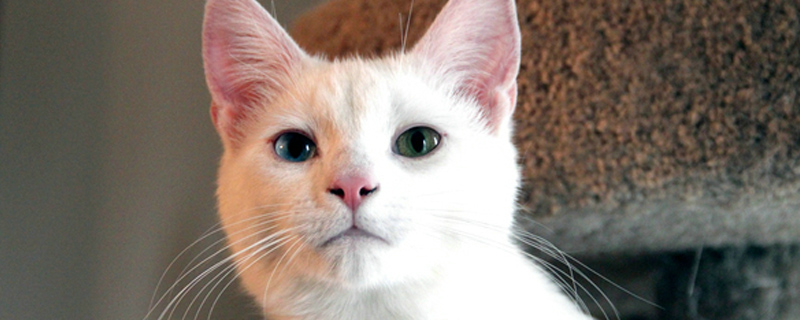 小猫身上的跳蚤怎么治