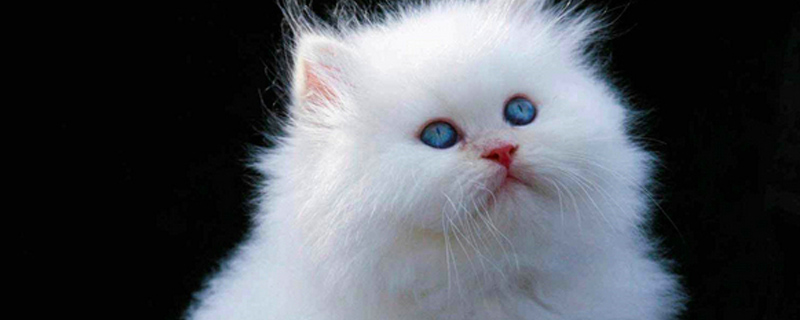 被猫抓破皮没有出血