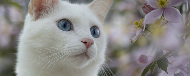 猫长跳蚤怎么办