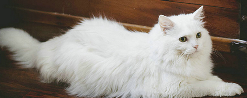 猫自己在家可以呆几天