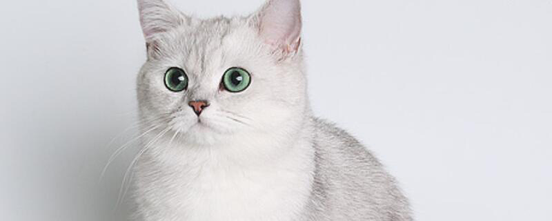 英短蓝猫能吃什么水果