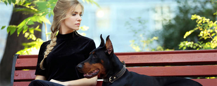 杜宾犬几个月尴尬期