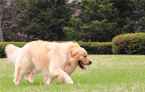 长沙市养犬管理条例2020 长沙养犬管理条例2020