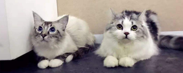 美短返祖猫不值钱吗