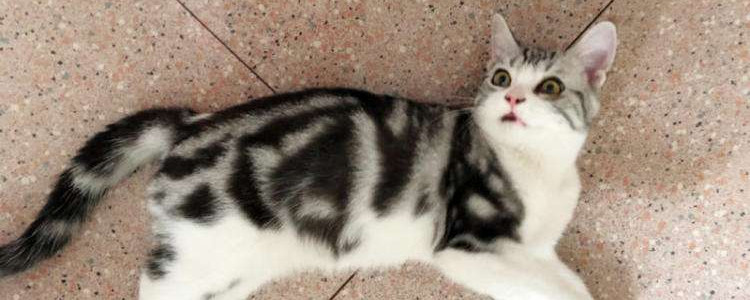 养只宠物有多花钱