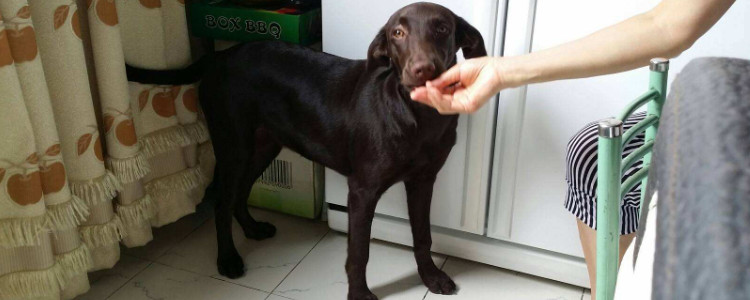 咖啡色拉布拉多值钱吗