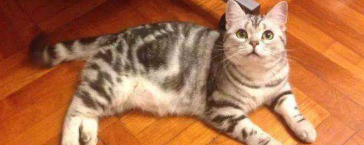 英短美短串不值钱