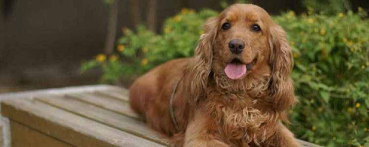 可卡犬为什么不值钱