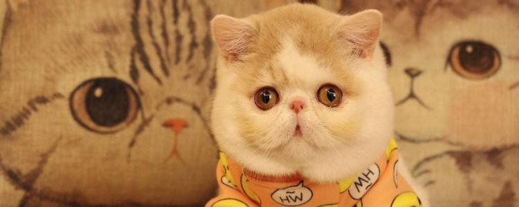 三花加菲猫值钱吗