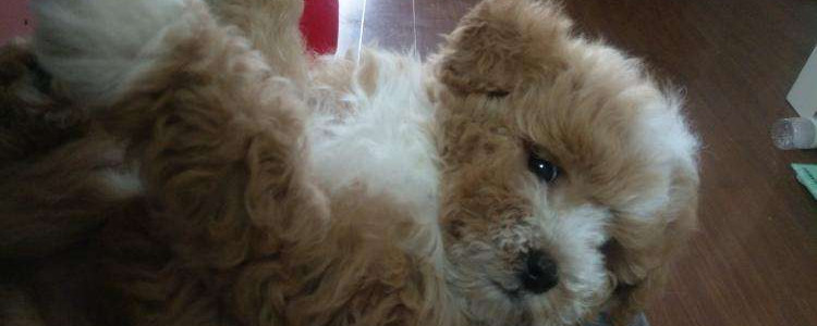 比熊和泰迪的串值钱吗