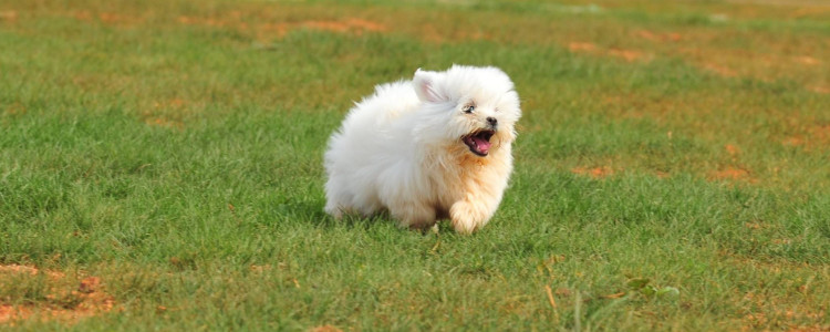 养马尔济斯犬费钱吗