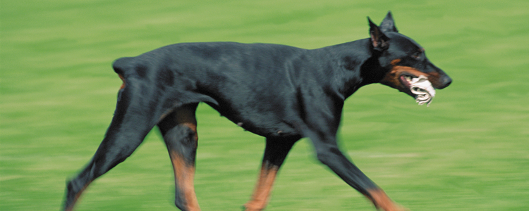 美系杜宾犬新手可以养吗