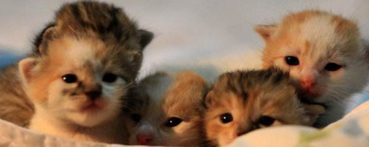 养猫卖崽能挣钱么