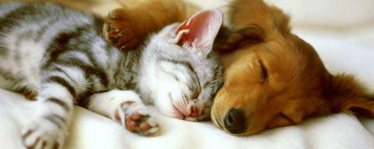 养猫费钱还是养狗费钱