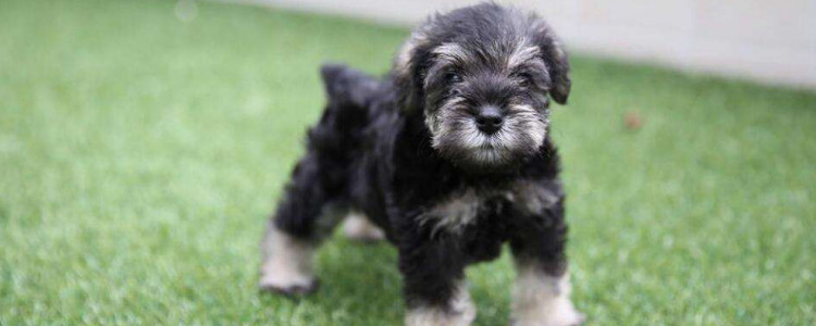 雪纳瑞纯黑色值多钱