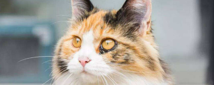 三色公猫很值钱吗