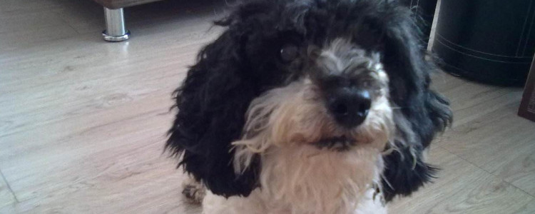 黑白花泰迪值钱吗