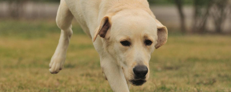 金毛拉布拉多串值钱吗
