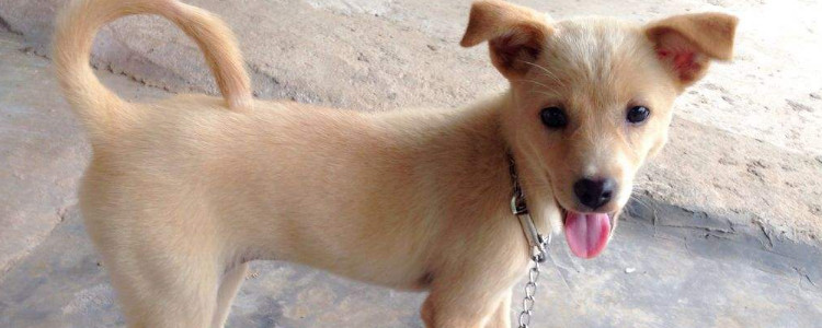 金钱尾土狗的标准