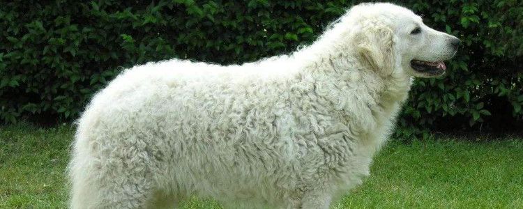 库瓦兹犬多少钱