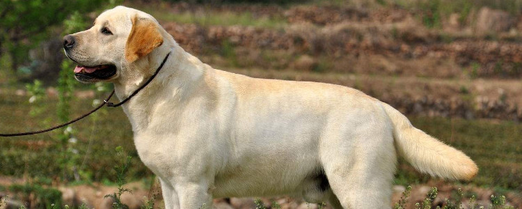 拉布拉多串土狗值钱吗