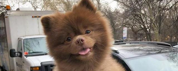 两个月小狗能吃酸奶吗