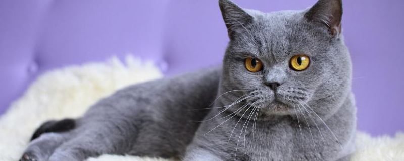 英短蓝猫会不会掉毛