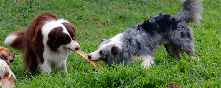 边牧几个月爆毛