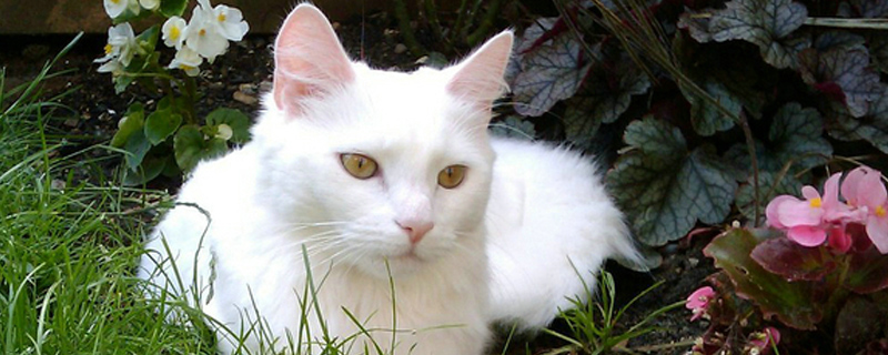 什么水果猫喜欢吃