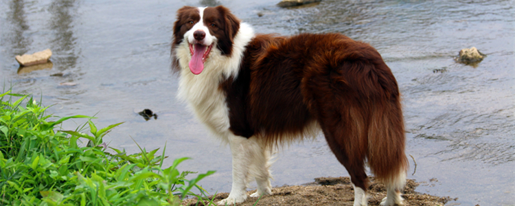 边牧吃草是怎么回事