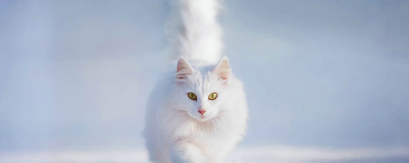 猫对着主人叫是为什么