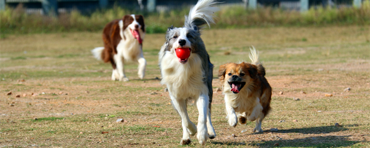 边牧几个月可以洗澡