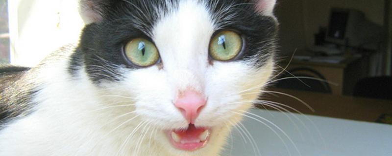 被猫抓了一下出了点血