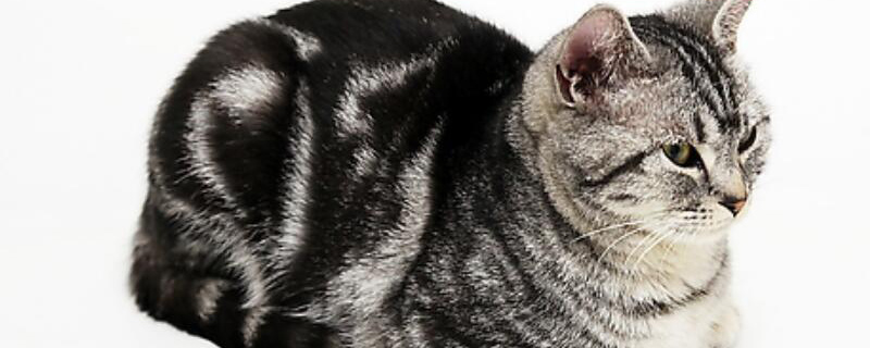 虎斑猫和狸花猫的区别