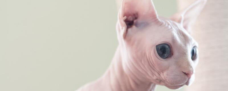 霍思燕家的猫什么品种