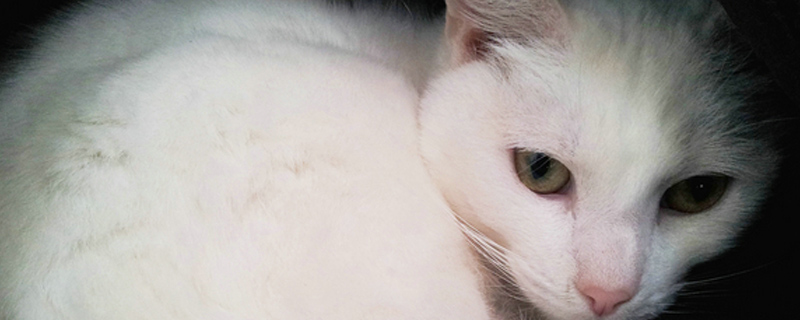 怎么帮猫剪指甲