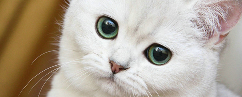 猫耳朵里面黑色的泥怎么回事