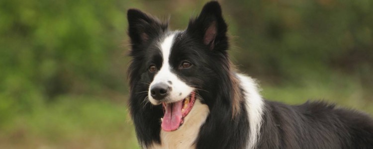 边牧属于禁养犬吗