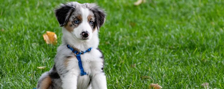 工作犬证能代替狗证吗