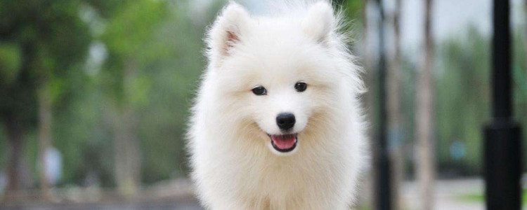 萨摩耶成年犬什么价格