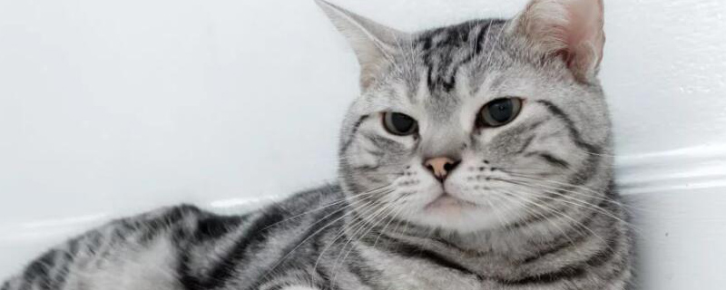 英短银渐层猫的脾气