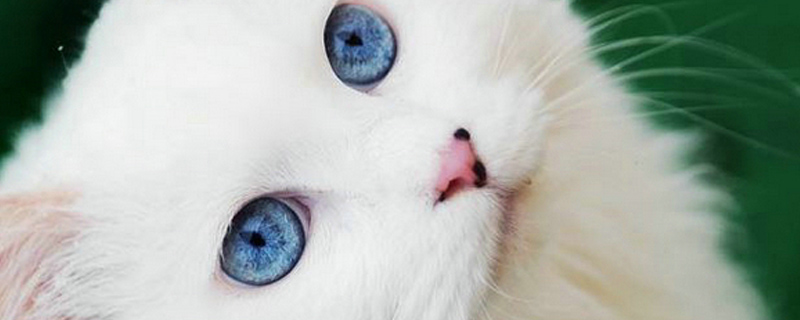 如何让猫咪晚上不闹腾