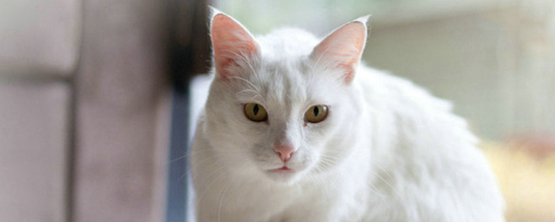 猫在床上拉屎怎么办